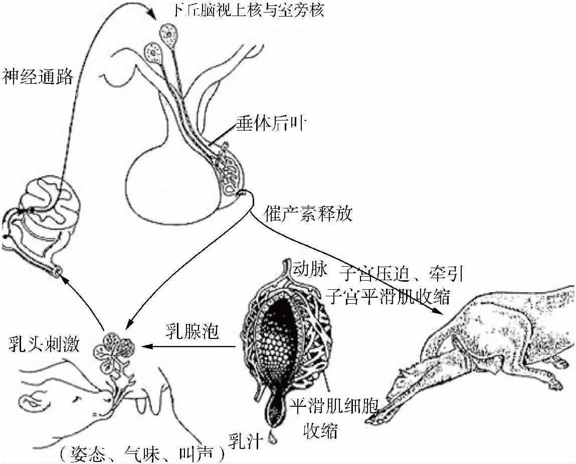 生殖激素